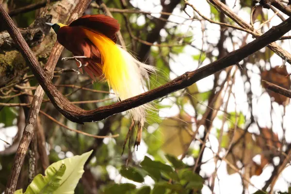 Küçük cennet kuşu (Paradisaea minor), Paradisaea cinsinde bir cennet kuşudur. Bu fotoğraf Batı Papua, Endonezya 'da çekildi..