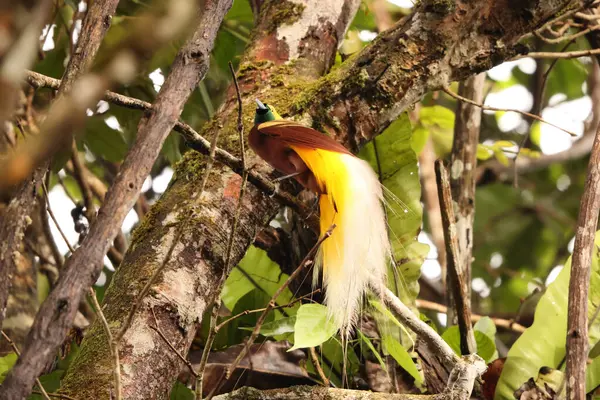Küçük cennet kuşu (Paradisaea minor), Paradisaea cinsinde bir cennet kuşudur. Bu fotoğraf Batı Papua, Endonezya 'da çekildi..