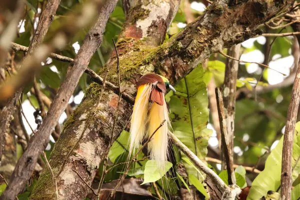 Küçük cennet kuşu (Paradisaea minor), Paradisaea cinsinde bir cennet kuşudur. Bu fotoğraf Batı Papua, Endonezya 'da çekildi..