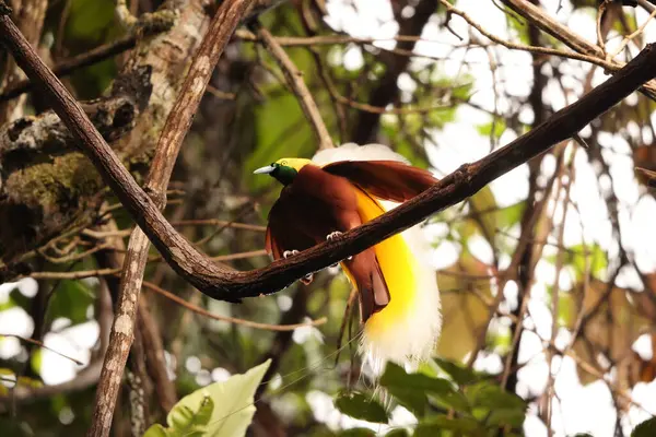 Küçük cennet kuşu (Paradisaea minor), Paradisaea cinsinde bir cennet kuşudur. Bu fotoğraf Batı Papua, Endonezya 'da çekildi..