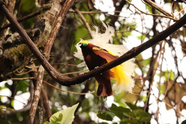 Küçük cennet kuşu (Paradisaea minor), Paradisaea cinsinde bir cennet kuşudur. Bu fotoğraf Batı Papua, Endonezya 'da çekildi..
