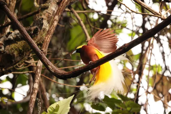 Küçük cennet kuşu (Paradisaea minor), Paradisaea cinsinde bir cennet kuşudur. Bu fotoğraf Batı Papua, Endonezya 'da çekildi..