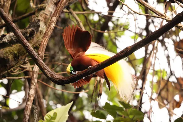 Küçük cennet kuşu (Paradisaea minor), Paradisaea cinsinde bir cennet kuşudur. Bu fotoğraf Batı Papua, Endonezya 'da çekildi..