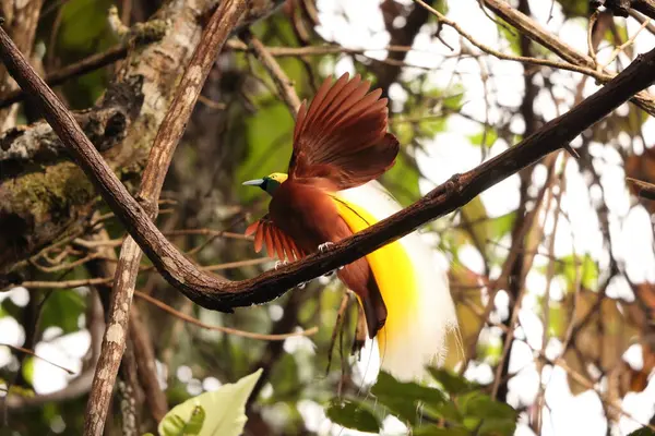 Küçük cennet kuşu (Paradisaea minor), Paradisaea cinsinde bir cennet kuşudur. Bu fotoğraf Batı Papua, Endonezya 'da çekildi..