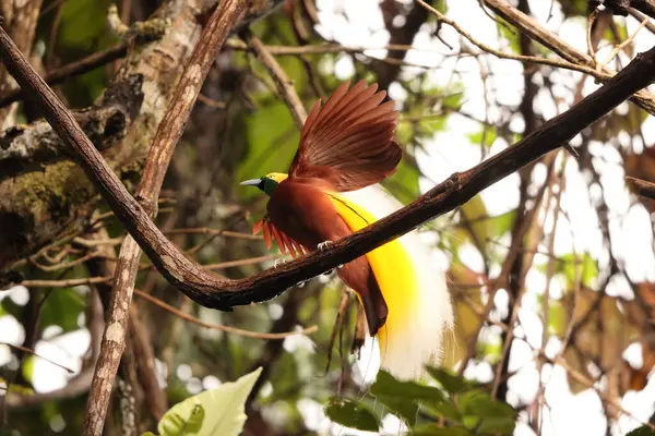 Küçük cennet kuşu (Paradisaea minor), Paradisaea cinsinde bir cennet kuşudur. Bu fotoğraf Batı Papua, Endonezya 'da çekildi..