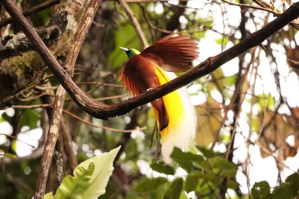 Küçük cennet kuşu (Paradisaea minor), Paradisaea cinsinde bir cennet kuşudur. Bu fotoğraf Batı Papua, Endonezya 'da çekildi..