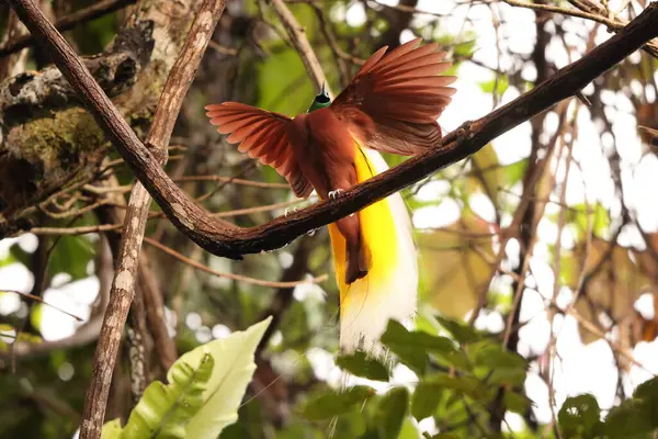 Küçük cennet kuşu (Paradisaea minor), Paradisaea cinsinde bir cennet kuşudur. Bu fotoğraf Batı Papua, Endonezya 'da çekildi..
