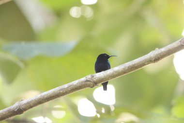 Kara güneş kuşu (Leptocoma aspasia cochrani), Nectariniidae familyasından bir kuş türü. Doğu Endonezya ve Yeni Gine 'de bulunur. Bu fotoğraf Endonezya 'nın Waigeo adasında çekildi..