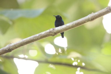 Kara güneş kuşu (Leptocoma aspasia cochrani), Nectariniidae familyasından bir kuş türü. Doğu Endonezya ve Yeni Gine 'de bulunur. Bu fotoğraf Endonezya 'nın Waigeo adasında çekildi..