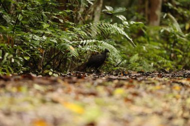 Esmer megapode (Megapodius freycinet), esmer çalı kuşu veya yaygın megapode olarak da bilinir. Bu fotoğraf Endonezya 'nın Waigeo adasında çekildi.