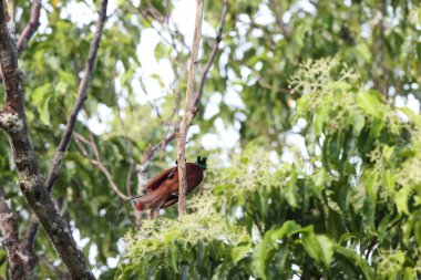 Cendrawasih merah, Paradisaidae familyasından, Paradisaidae familyasından bir cennet kuşu türü. Bu fotoğraf Endonezya 'nın Waigeo adasında çekildi..