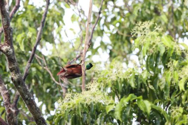 Cendrawasih merah, Paradisaidae familyasından, Paradisaidae familyasından bir cennet kuşu türü. Bu fotoğraf Endonezya 'nın Waigeo adasında çekildi..