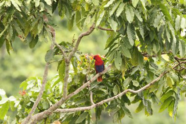 Papuan eclectus (Yeni Gine), Yeni Gine 'ye özgü bir papağan türüdür. Bu fotoğraf Endonezya' nın Waigeo adasında çekildi..