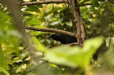 Kahverengi başlı karga (Corvus fuscicapillus), Corvidae familyasından bir kuş türü. Endemik Endonezya 'ya. Bu fotoğraf Waigeo adasında çekildi..