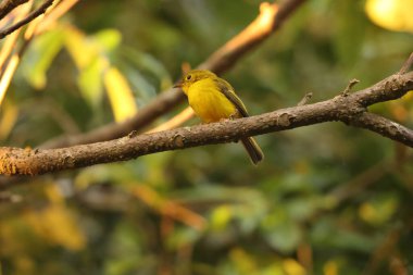 Sitrin kanarya-sinekkapan (Culicicapa helianthea), Stenostiridae familyasından bir kuş türü. Bu fotoğraf Endonezya 'nın Sulaesi adasında çekildi..