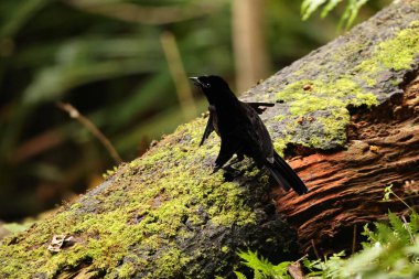 Vogelkop lophorina (Lophorina superba), Paradisaeidae familyasından bir kuş türü..