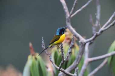 Yeşil kuyruklu güneş kuşu (Aethopyga nipalensis nipalensis nipalensis), Nectariniidae familyasından bir kuş türü. Bu fotoğraf Kuzey Hindistan 'da çekildi..