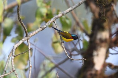 Yeşil kuyruklu güneş kuşu (Aethopyga nipalensis nipalensis nipalensis), Nectariniidae familyasından bir kuş türü. Bu fotoğraf Kuzey Hindistan 'da çekildi..