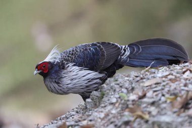 Batı Himalaya, Hindistan 'da beyaz ibikli sülün (Lophura lömelanos hamiltoni)..