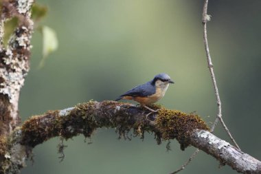 Sitta himalayensis, Sittidae familyasından bir kuş türü. Hindistan 'ın kuzey ve kuzeydoğu bölgeleri boyunca uzanır.