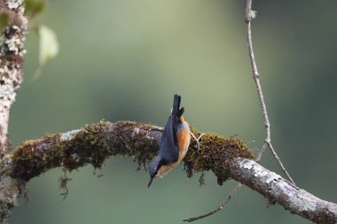 Sitta himalayensis, Sittidae familyasından bir kuş türü. Hindistan 'ın kuzey ve kuzeydoğu bölgeleri boyunca uzanır.