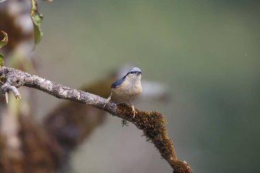Sitta himalayensis, Sittidae familyasından bir kuş türü. Hindistan 'ın kuzey ve kuzeydoğu bölgeleri boyunca uzanır.