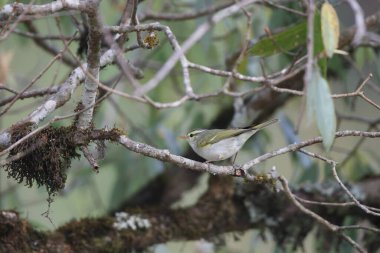 Batı çalı bülbülü (Phylloscopus occipitalis), Orta Asya 'da yetişen bir yaprak bülbülüdür.. 