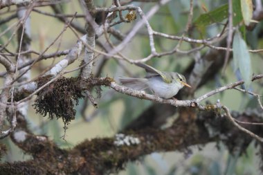 Batı çalı bülbülü (Phylloscopus occipitalis), Orta Asya 'da yetişen bir yaprak bülbülüdür.. 