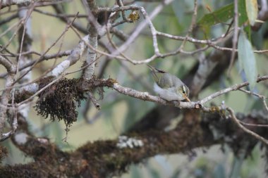Batı çalı bülbülü (Phylloscopus occipitalis), Orta Asya 'da yetişen bir yaprak bülbülüdür.. 