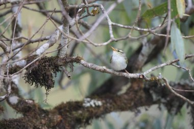 Batı çalı bülbülü (Phylloscopus occipitalis), Orta Asya 'da yetişen bir yaprak bülbülüdür.. 