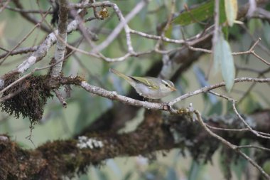 Batı çalı bülbülü (Phylloscopus occipitalis), Orta Asya 'da yetişen bir yaprak bülbülüdür.. 