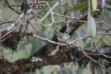 Batı çalı bülbülü (Phylloscopus occipitalis), Orta Asya 'da yetişen bir yaprak bülbülüdür.. 