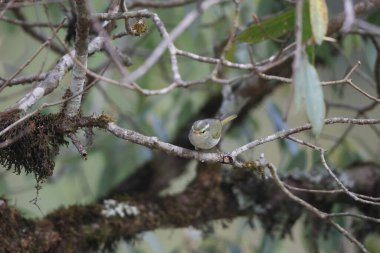 Batı çalı bülbülü (Phylloscopus occipitalis), Orta Asya 'da yetişen bir yaprak bülbülüdür.. 
