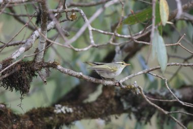 Batı çalı bülbülü (Phylloscopus occipitalis), Orta Asya 'da yetişen bir yaprak bülbülüdür.. 