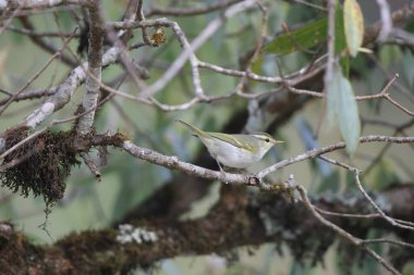 Batı çalı bülbülü (Phylloscopus occipitalis), Orta Asya 'da yetişen bir yaprak bülbülüdür.. 