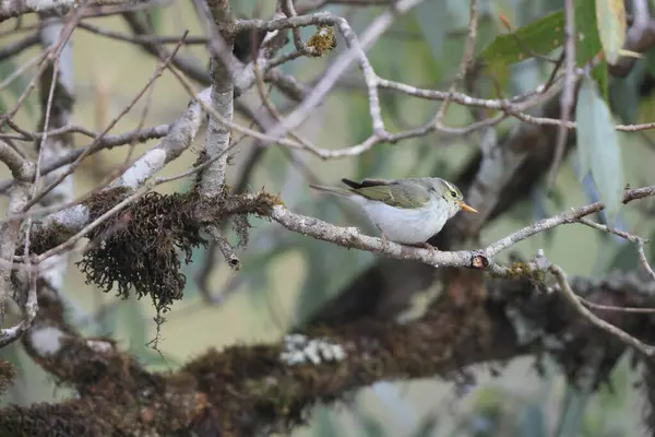 Batı çalı bülbülü (Phylloscopus occipitalis), Orta Asya 'da yetişen bir yaprak bülbülüdür.. 