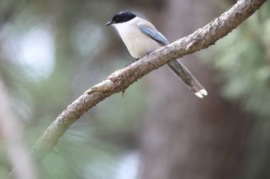 Gök mavisi kanatlı saksağan (