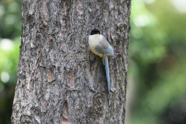 Gök mavisi kanatlı saksağan (