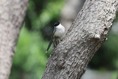 Gök mavisi kanatlı saksağan (