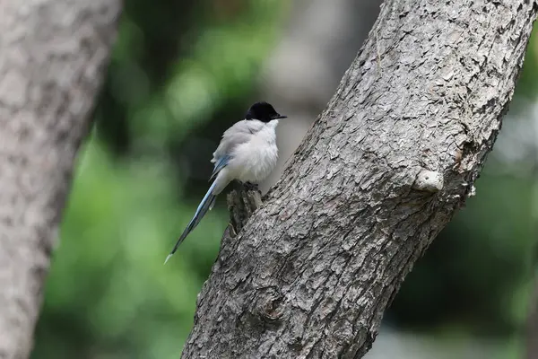 Gök mavisi kanatlı saksağan (