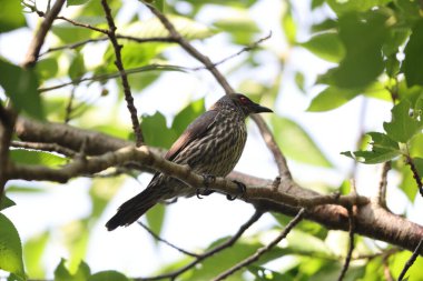 Asya sığırcığı (Aplonis panayensis), Sturnidae familyasından bir sığırcık türü..