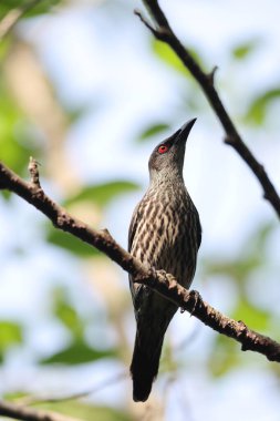 Asya sığırcığı (Aplonis panayensis), Sturnidae familyasından bir sığırcık türü..