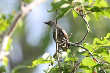 Asya sığırcığı (Aplonis panayensis), Sturnidae familyasından bir sığırcık türü..