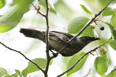 Asya sığırcığı (Aplonis panayensis), Sturnidae familyasından bir sığırcık türü..