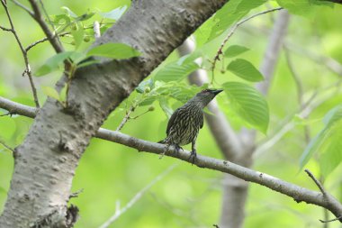 Asya sığırcığı (Aplonis panayensis), Sturnidae familyasından bir sığırcık türü..