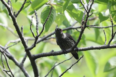 Asya sığırcığı (Aplonis panayensis), Sturnidae familyasından bir sığırcık türü..