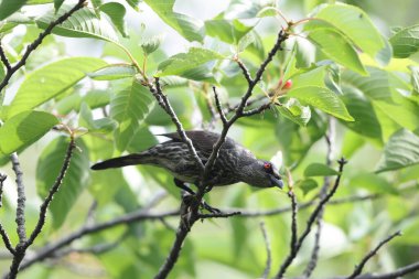 Asya sığırcığı (Aplonis panayensis), Sturnidae familyasından bir sığırcık türü..