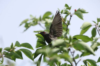 Asya sığırcığı (Aplonis panayensis), Sturnidae familyasından bir sığırcık türü..