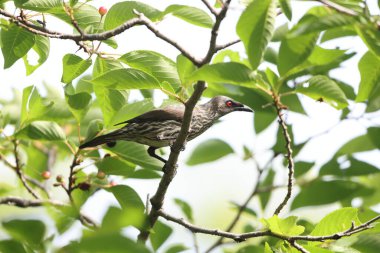 Asya sığırcığı (Aplonis panayensis), Sturnidae familyasından bir sığırcık türü..