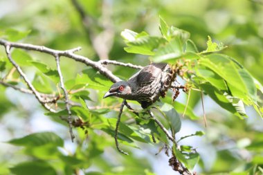 Asya sığırcığı (Aplonis panayensis), Sturnidae familyasından bir sığırcık türü..